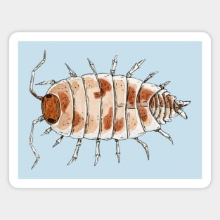 Porcellionides pruinosus "Orange Cream" Isopod Magnet